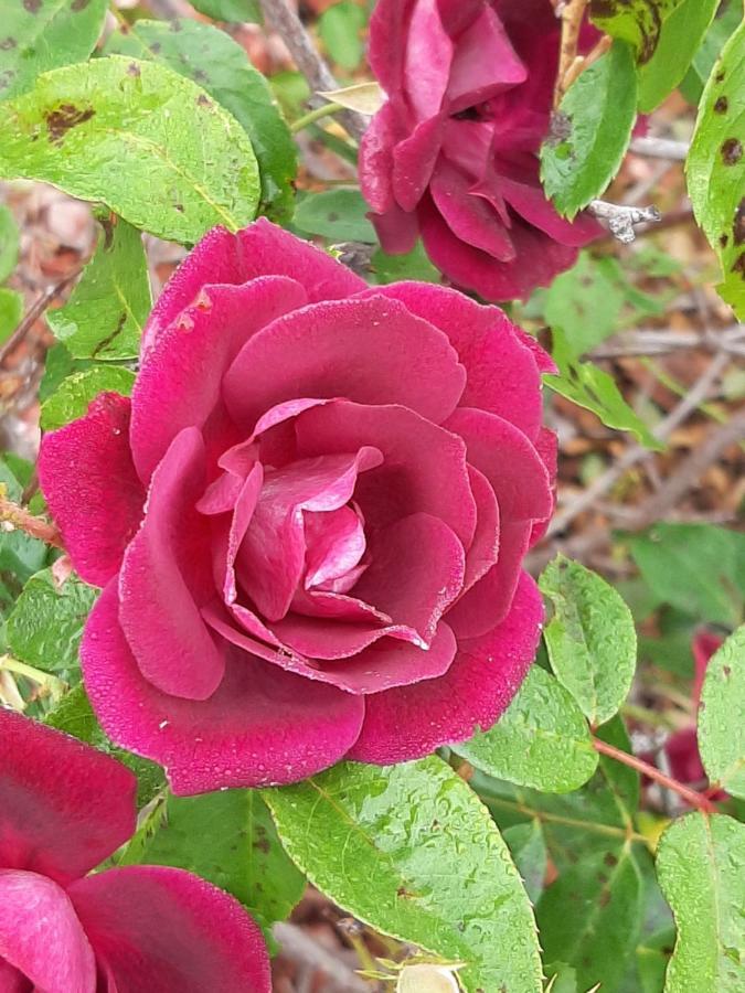 Country Rose Motel Warwick Luaran gambar